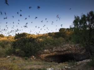 eckert james river bat cave