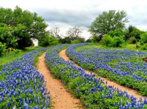 texas wildflower drives bluebonnets