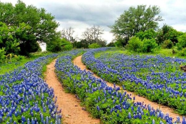 texas wildflower drives bluebonnets
