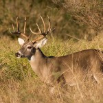 whitetail deer